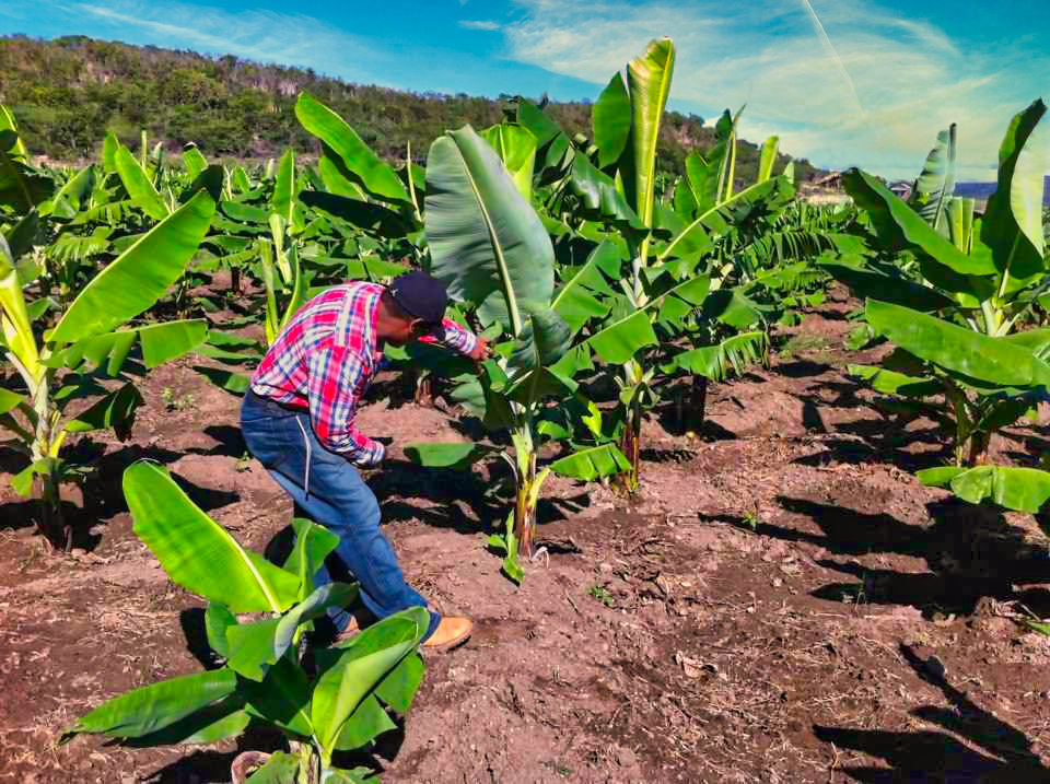 Inspección en Finca